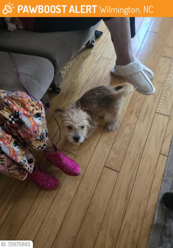 Found/Stray Male Dog last seen Gordon Rd, Wilmington, NC 28411