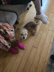 Found/Stray Male Dog last seen Gordon Rd, Wilmington, NC 28411