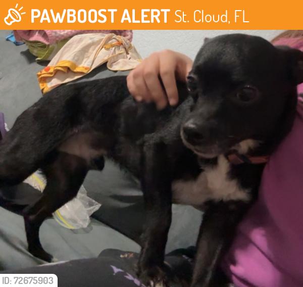 Found/Stray Male Dog last seen 16th Street, St. Cloud, FL 34769