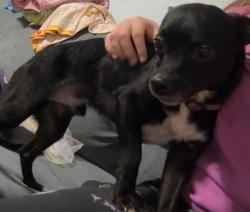 Found/Stray Male Dog last seen 16th Street, St. Cloud, FL 34769