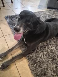 Found/Stray Male Dog last seen Near and Marbella Pkwy, League City, TX 77565