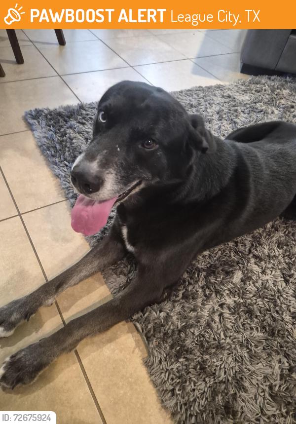 Found/Stray Male Dog last seen Near and Marbella Pkwy, League City, TX 77565