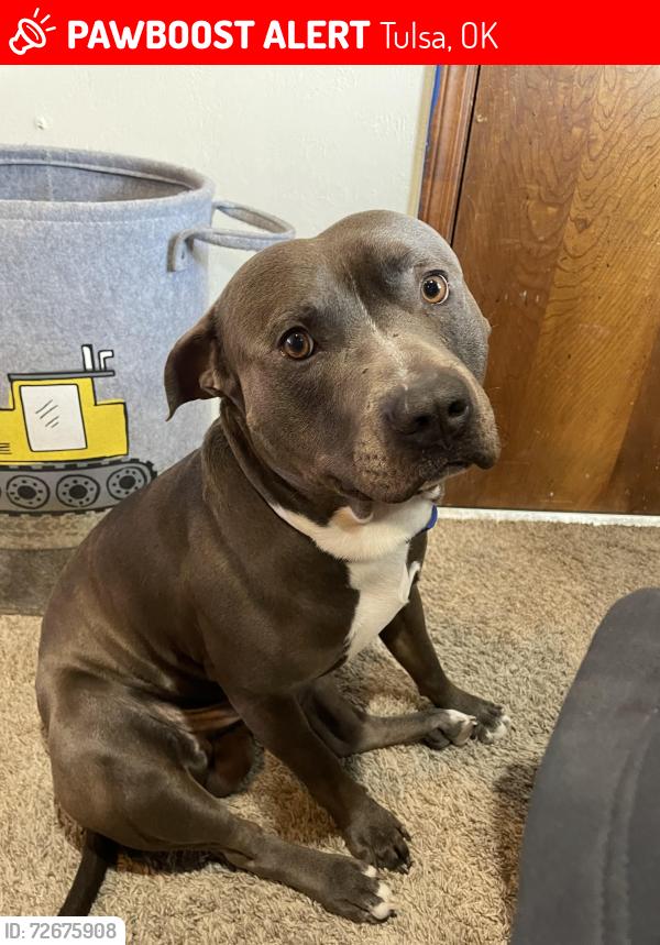 Lost Male Dog last seen 15th memorial , Tulsa, OK 74112