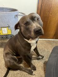 Lost Male Dog last seen 15th memorial , Tulsa, OK 74112