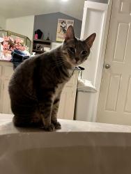 Lost Male Cat last seen Francis street, Cabot, AR 72023