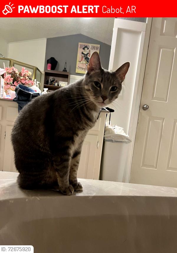 Lost Male Cat last seen Francis street, Cabot, AR 72023