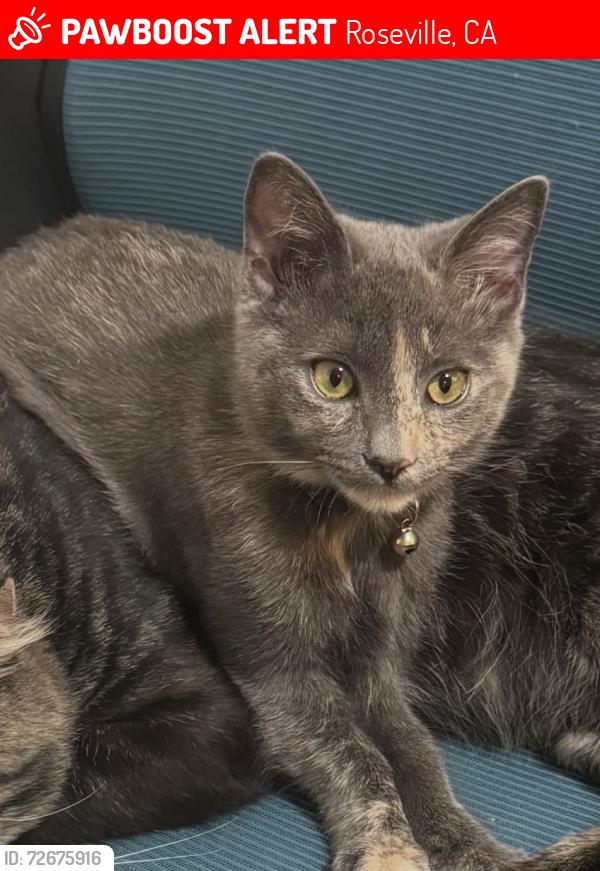 Lost Female Cat last seen Nevada Ave Roseville, Ca, Roseville, CA 95678