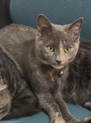 Lost Female Cat last seen Nevada Ave Roseville, Ca, Roseville, CA 95678