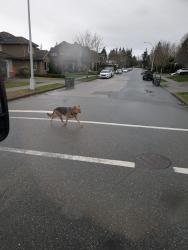 Found/Stray Unknown Dog last seen Heading toward 60 Ave , Surrey, BC V3S 0X4