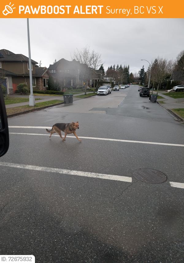 Found/Stray Unknown Dog last seen Heading toward 60 Ave , Surrey, BC V3S 0X4