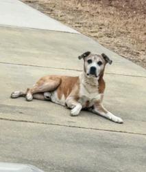 Lost Male Dog last seen , Ranch Acres Subdivision, Clayton, NC 27520