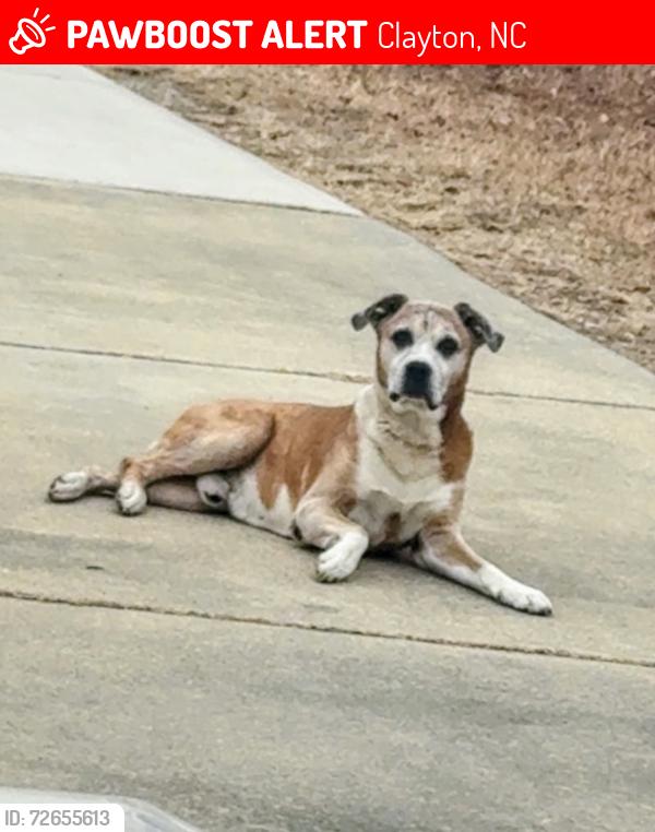 Lost Male Dog last seen , Ranch Acres Subdivision, Clayton, NC 27520