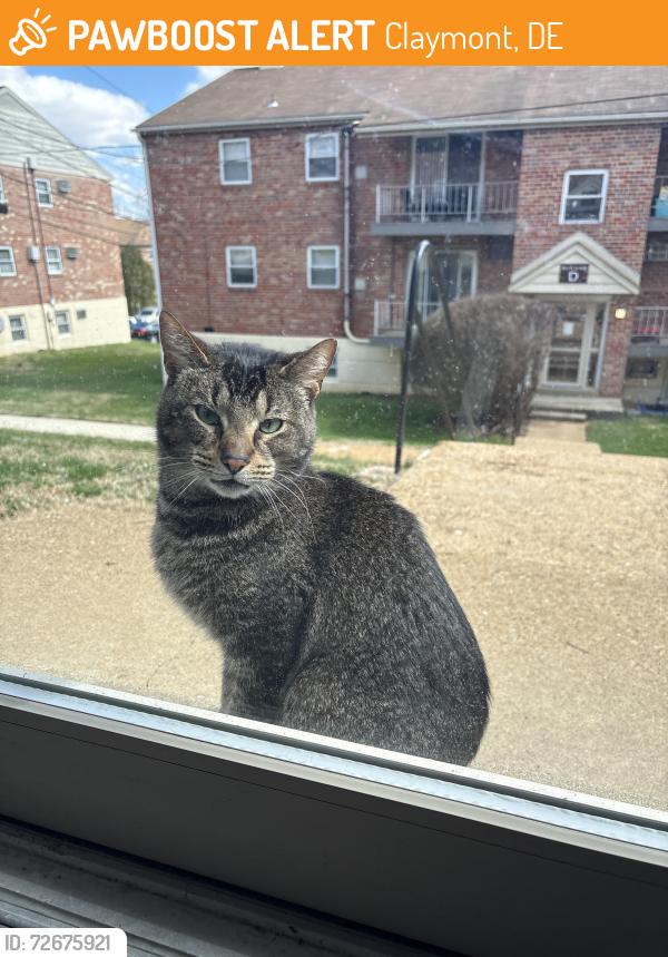 Found/Stray Male Cat last seen He has a little hse under building P and hangs between Buildings C, B, D, P, and N, Claymont, DE 19703