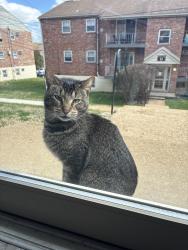 Found/Stray Male Cat last seen He has a little hse under building P and hangs between Buildings C, B, D, P, and N, Claymont, DE 19703