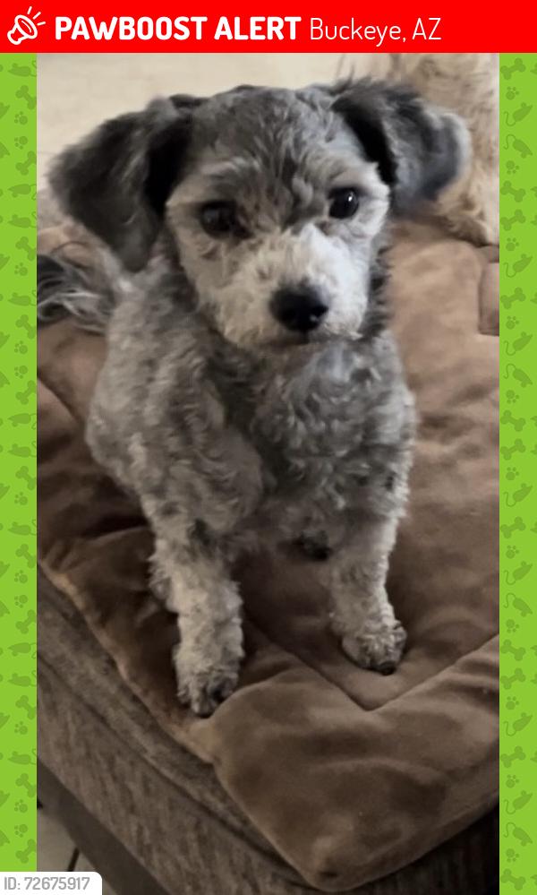 Lost Female Dog last seen Shadows Sundance community, Buckeye, AZ 85326