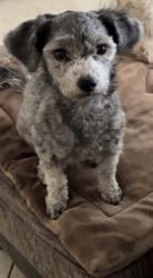 Lost Female Dog last seen Shadows Sundance community, Buckeye, AZ 85326