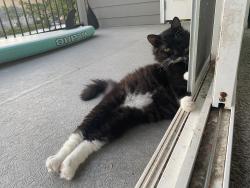 Lost Male Cat last seen Yakima cinema , Yakima, WA 98902