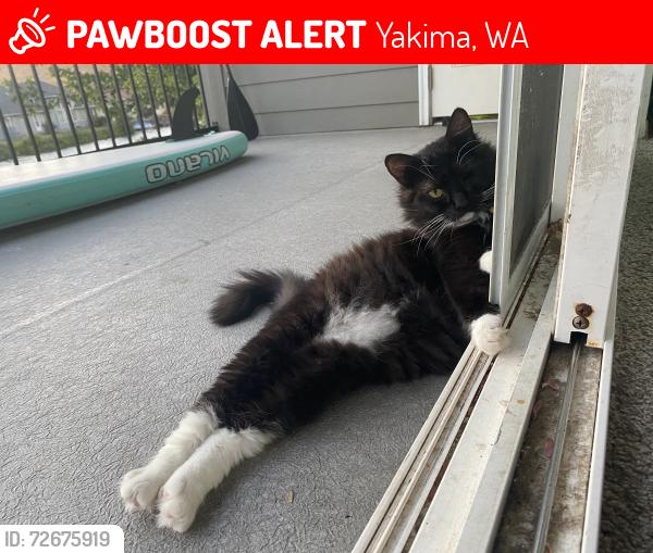 Lost Male Cat last seen Yakima cinema , Yakima, WA 98902