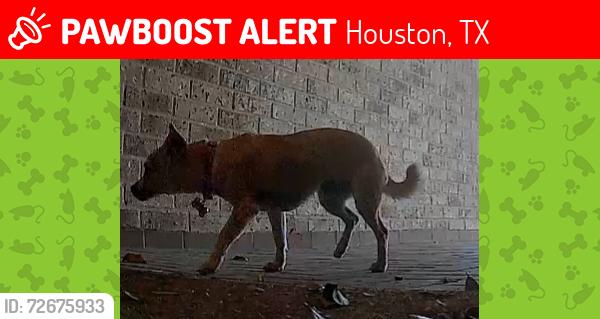 Lost Female Dog last seen Near klamath falls dr, Houston, TX 77041