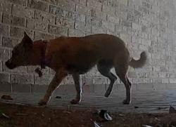 Lost Female Dog last seen Near klamath falls dr, Houston, TX 77041