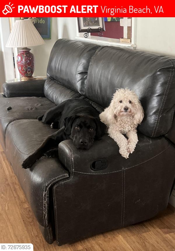 Lost Male Dog last seen 17th street , Virginia Beach, VA 23451