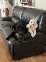 Lost Male Dog last seen 17th street , Virginia Beach, VA 23451