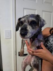 Found/Stray Male Dog last seen Powerline , Fort Lauderdale, FL 33311