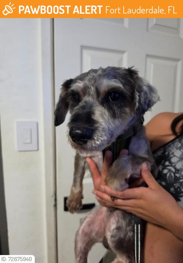 Found/Stray Male Dog last seen Powerline , Fort Lauderdale, FL 33311