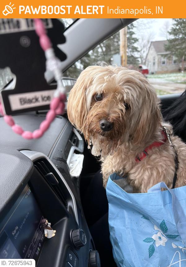 Found/Stray Male Dog last seen Apple creek and 42nd st , Indianapolis, IN 46235