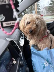 Found/Stray Male Dog last seen Apple creek and 42nd st , Indianapolis, IN 46235