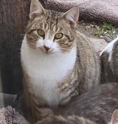 Lost Male Cat last seen Decorah, Fairgrounds , Decorah, IA 52101