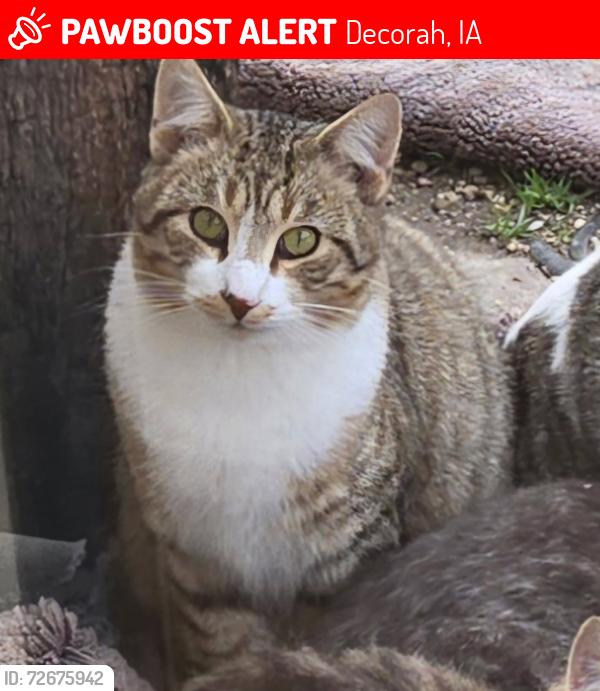 Lost Male Cat last seen Decorah, Fairgrounds , Decorah, IA 52101