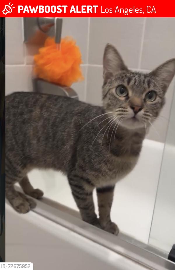 Lost Female Cat last seen Palms blvd & Federal Blvd. , Los Angeles, CA 90066