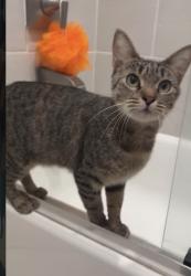 Lost Female Cat last seen Palms blvd & Federal Blvd. , Los Angeles, CA 90066