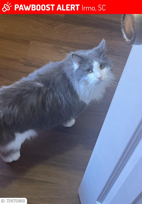 Lost Male Cat last seen Friarsgate Neighborhood , Irmo, SC 29063