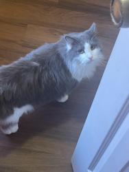 Lost Male Cat last seen Friarsgate Neighborhood , Irmo, SC 29063