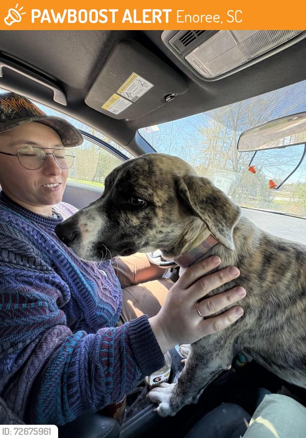 Found/Stray Female Dog last seen Near Hwy 92 Enoree, SC 29335 United States, Enoree, SC 29335