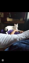 Lost Male Cat last seen Crittenden and gennesee street, Akron, NY 14001