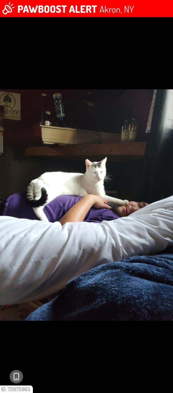 Lost Male Cat last seen Crittenden and gennesee street, Akron, NY 14001