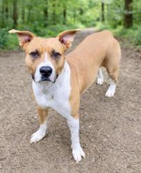 Shelter Stray Female Dog last seen CHARLOTTE, Charlotte, NC 28217