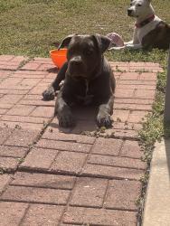Found/Stray Female Dog last seen On Holoway between Rulane and Treat , Midwest City, OK 73110