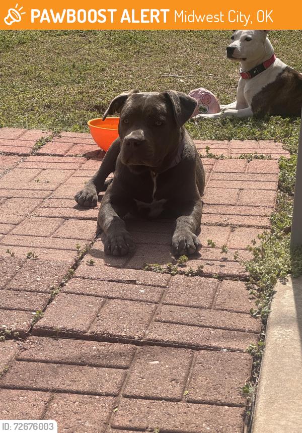 Found/Stray Female Dog last seen On Holoway between Rulane and Treat , Midwest City, OK 73110