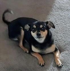 Lost Female Dog last seen Cholla st and 79th dr , Peoria, AZ 85345