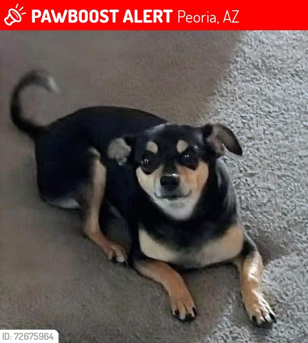 Lost Female Dog last seen Cholla st and 79th dr , Peoria, AZ 85345