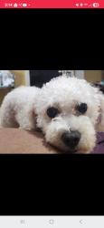 Lost Male Dog last seen 9mile and Kenwood , Oak Park, MI 48237