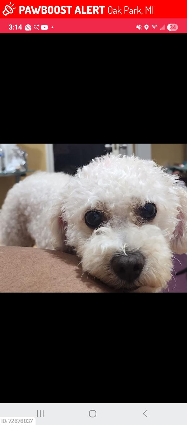 Lost Male Dog last seen 9mile and Kenwood , Oak Park, MI 48237