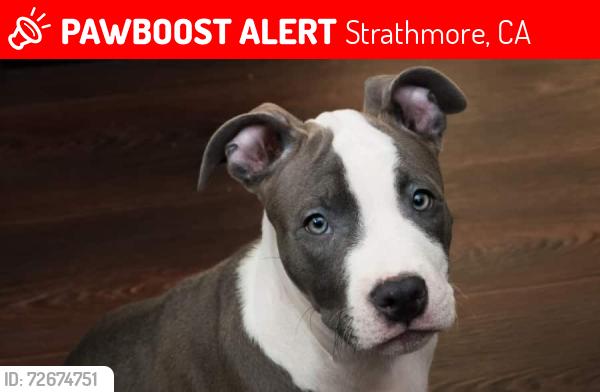 Lost Male Dog last seen Road 230/Ave 196, Strathmore, CA 93267