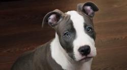 Lost Male Dog last seen Road 230/Ave 196, Strathmore, CA 93267