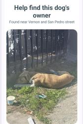 Found/Stray Unknown Dog last seen Vernon and San pedro, Los Angeles, CA 90011