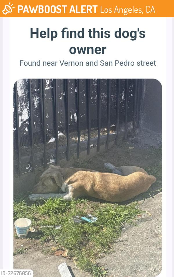 Found/Stray Unknown Dog last seen Vernon and San pedro, Los Angeles, CA 90011